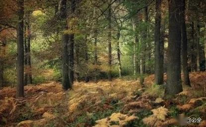 三步教你種植出標(biāo)準(zhǔn)的精品苗木