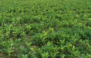 龍吟鎮(zhèn)特色農(nóng)產(chǎn)品 蜜柚苗木種植的發(fā)展與前景