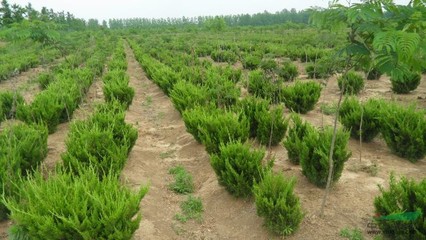 沭陽縣鴻潤(rùn)園林綠化苗木場(chǎng) 花卉種植的專業(yè)之道