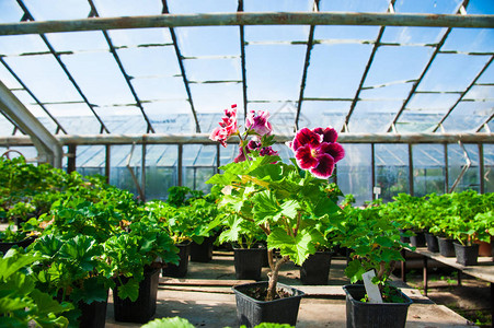溫室花棚苗木種植的優(yōu)勢(shì)與管理要點(diǎn)